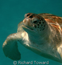 Close up shot of a Turtle by Richard Toward 